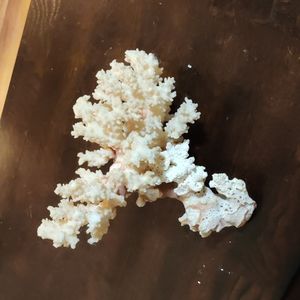 Real piece of Coral